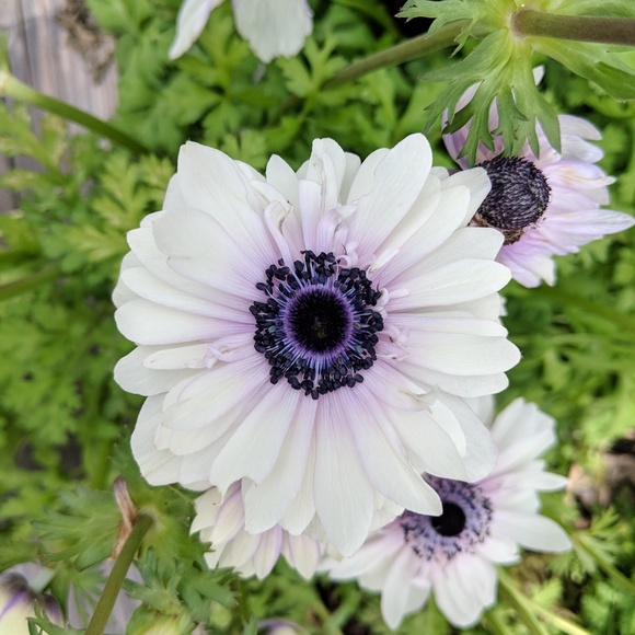 Reduce your carbon footprint by bundling! - Picture 1 of 1